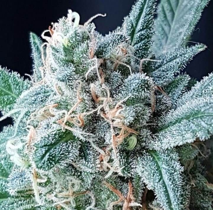 gg4