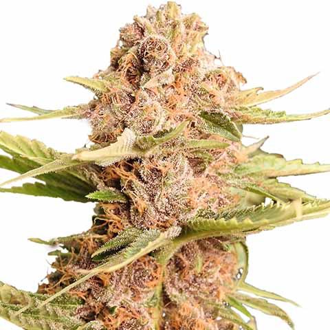 Girl Scout Cookies - Best Strains for Pain