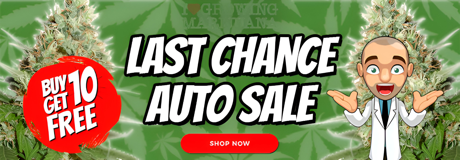 last chance auto seeds sale