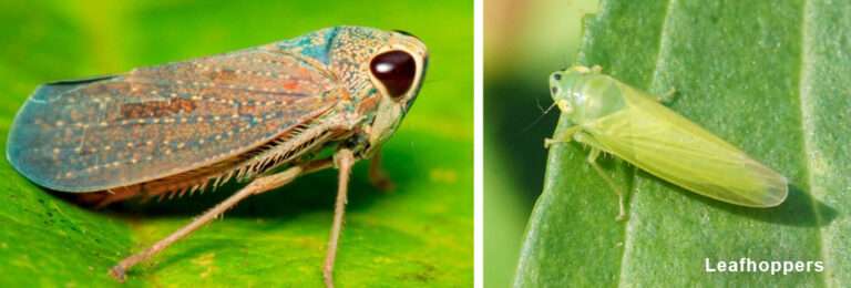 Leafhoppers 17