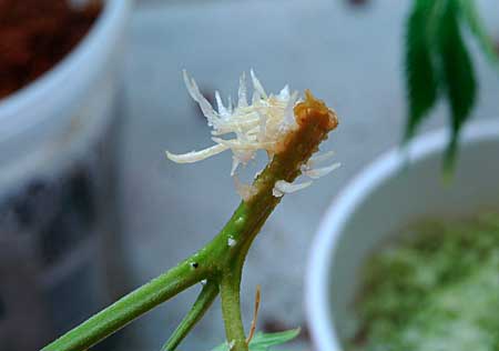Marijuana Cloning Guide - How to Clone Cannabis 23 A closeup pictures of the exposed roots of a new marijuana clone
