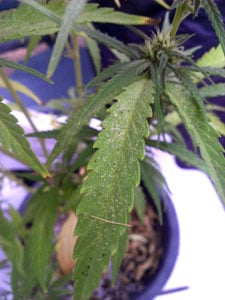 Spider Mites 12 Spider Mites
