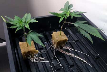 cannabis cuttings have successfully sprouted roots - achieving full "clone" status
