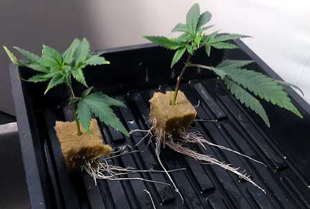 Marijuana Cloning Guide - How to Clone Cannabis 20 cannabis cuttings have successfully sprouted roots - achieving full "clone" status