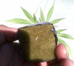 Marijuana Cloning Guide - How to Clone Cannabis 22 The marijuana version of "Awww" - seeing new roots appear from your clone