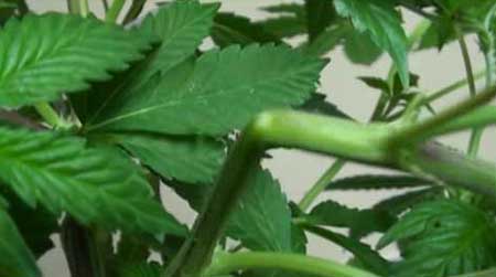 How To: Super Cropping Marijuana for Bigger Yields 5 www.paramountseedfarms.com