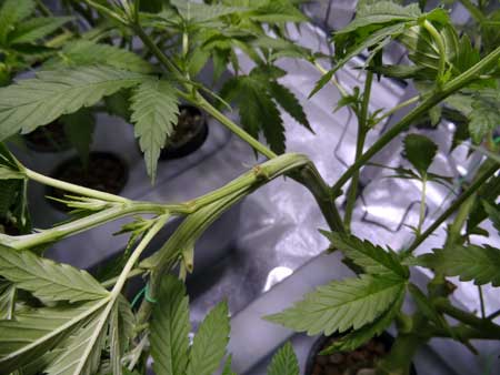 super cropping cannabis