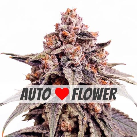 Autoflower cannabis seeds