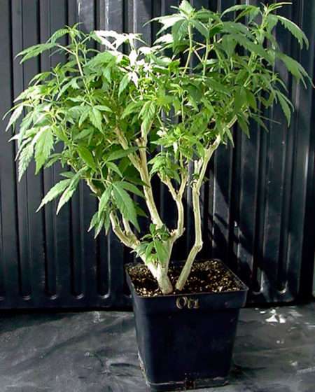 Unlimited Clones - How to Keep a Bonsai Mother Plant 18 Unlimited Clones - How to Keep a Bonsai Mother Plant 17