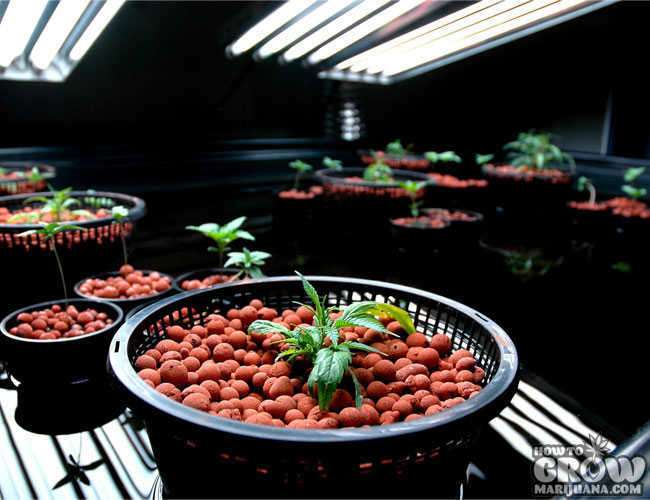6 Ultimate Different Types of Hydroponic Systems: Grow Bigger w/ Less Water 22 6 Ultimate Different Types of Hydroponic Systems: Grow Bigger w/ Less Water 21