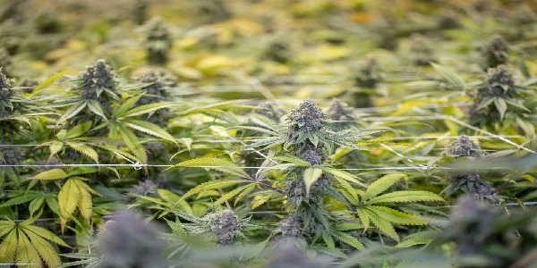Growing Auto Flower Marijuana: A Comprehensive Guide 2 Growing Auto Flower Marijuana: A Comprehensive Guide 1