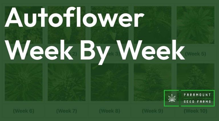 Autoflower Week By Week Pictures: Life Cycle Guide 19