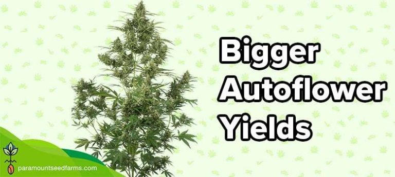 How to Get Bigger Yields From Autoflowers - Increase Autoflower Yields 22 How to Get Bigger Yields From Autoflowers - Increase Autoflower Yields 21