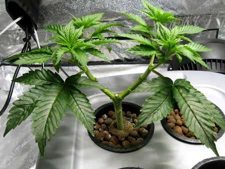 Manifolding Cannabis Plants - Training Technique: Tutorial 26 Manifolding Cannabis Plants - Training Technique: Tutorial 25