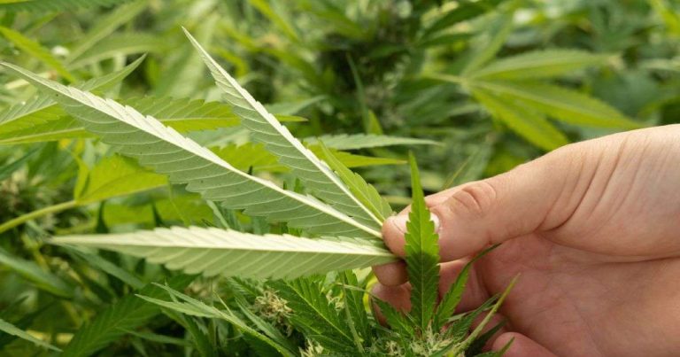 Cannabis Pests and Diseases: 2024 Visual Guide 10 Cannabis Pests and Diseases: 2024 Visual Guide 9