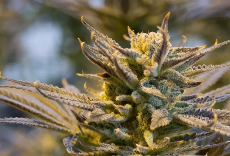 When to Harvest Cannabis: Trichome Color Guide with Photos (2026) 10 When to Harvest Cannabis: Trichome Color Guide with Photos (2026) 9