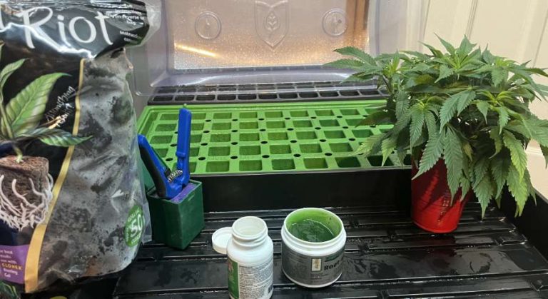 Marijuana Cloning Guide - How to Clone Cannabis 10 Marijuana Cloning Guide - How to Clone Cannabis 9