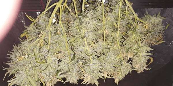 Drying & Curing Cannabis: Step-by-Step for Maximum Quality (2026) 4 Drying & Curing Cannabis: Step-by-Step for Maximum Quality (2026) 3