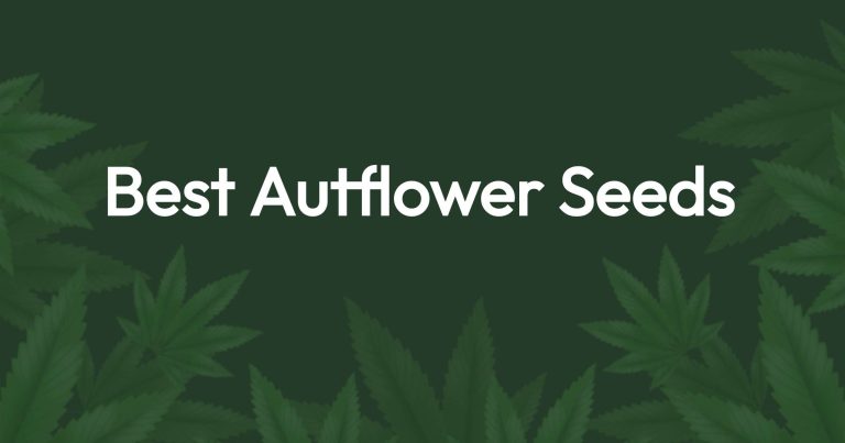 Best Autoflower Seeds: High Yield Autoflower Strains 4 Best Autoflower Seeds: High Yield Autoflower Strains 3
