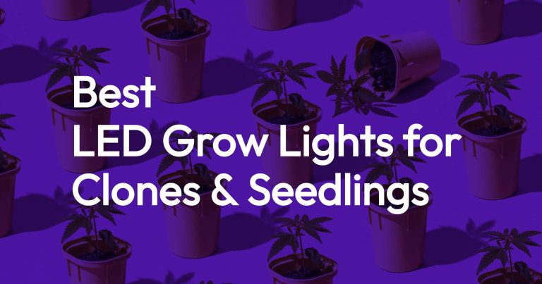 Best LED Grow Lights for Cannabis Clones in 2025: Expert Reviews & Buyer's Guide 12 Best LED Grow Lights for Cannabis Clones in 2025: Expert Reviews & Buyer's Guide 11