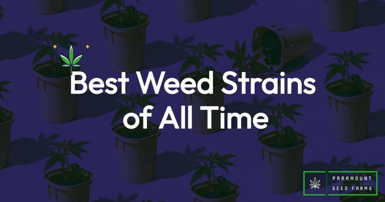 115 Best Weed Strains of All Time 10