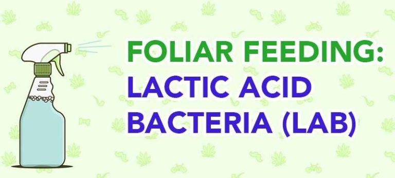 Foliar Feeding - Amazing Plants with Lactic Acid Bacteria (LAB) 20 Foliar Feeding - Amazing Plants with Lactic Acid Bacteria (LAB) 19