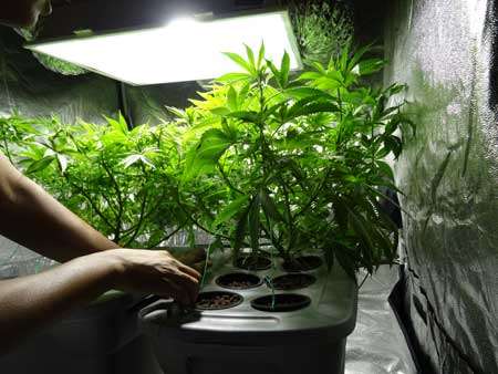 Cannabis Defoliation Tutorial: How to Increase Yields Removing Leaves 24 Cannabis Defoliation Tutorial: How to Increase Yields Removing Leaves 23
