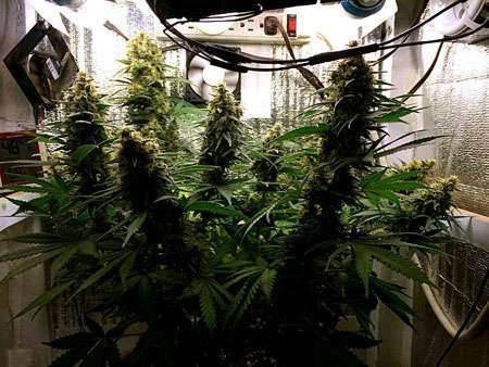 Cannabis Low Stress Training (LST): Complete Guide 8 Cannabis Low Stress Training (LST): Complete Guide 7