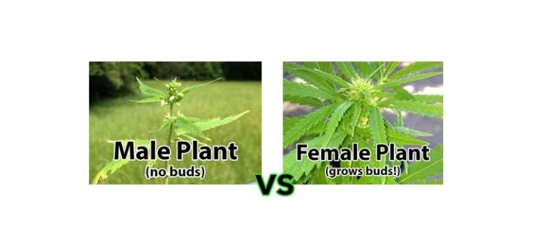 Male vs Female Cannabis Plants: 5 minute Definitive Visual Guide 2 Male vs Female Cannabis Plants: 5 minute Definitive Visual Guide 1