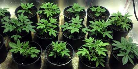 How To Grow Cannabis with Sea of Green (SoG) Method 22 How To Grow Cannabis with Sea of Green (SoG) Method 21