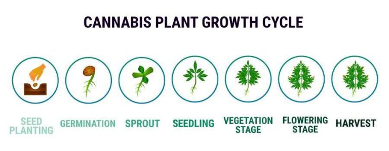 Understanding the Different Marijuana Plant Stages 14