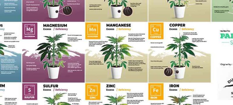 Cannabis Nutrient Deficiencies: Complete Guide [Visual Charts] 17