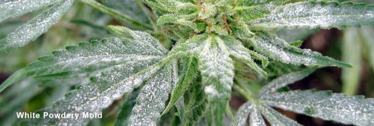 Bubble Hash Micron Bags: The Difference Between Full Melt and Food Grade 1