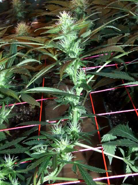 How To ScrOG Cannabis Plants: Full Tutorial 4 How To ScrOG Cannabis Plants: Full Tutorial 3