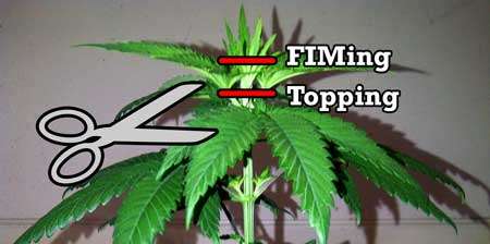 Topping vs FIMing Cannabis Plants: Full Tutorial 2 Topping vs FIMing Cannabis Plants: Full Tutorial 1