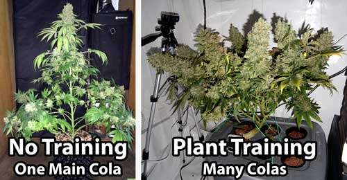 Cannabis Plant Training Techniques: Complete Guide 10 Cannabis Plant Training Techniques: Complete Guide 9