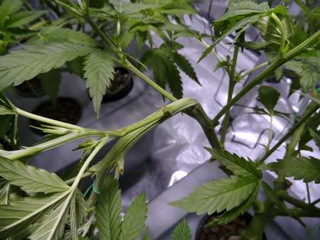 How To: Super Cropping Marijuana for Bigger Yields 6 How To: Super Cropping Marijuana for Bigger Yields 5